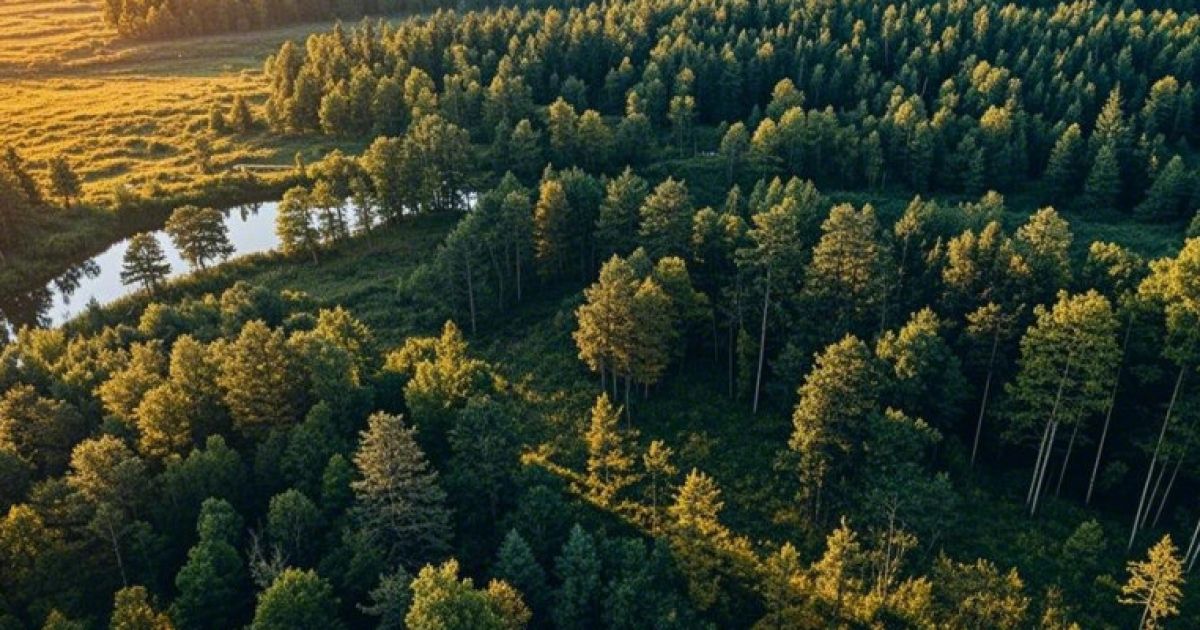 У 2024 році Київщина отримала 23 нові заповідні території: охорона природи на місцевому рівні