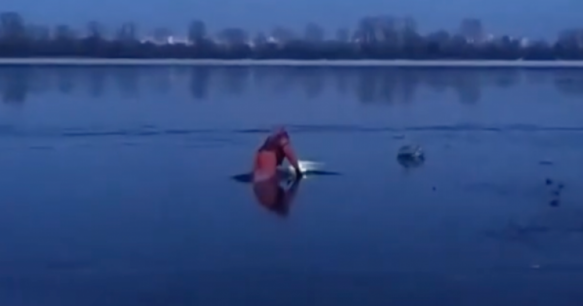 У Києві рятувальники визволили лебедя з криги: важлива місія порятунку