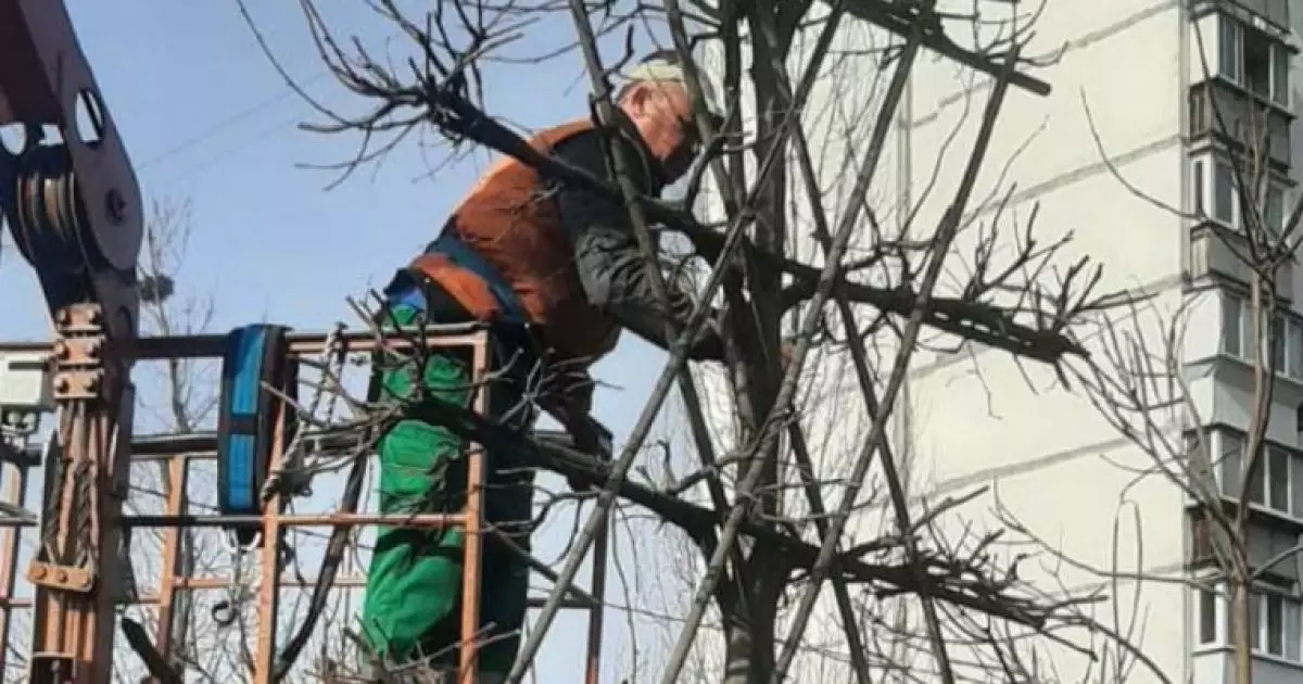 Що таке «шпалерні» липи і де їх можна побачити в Києві?