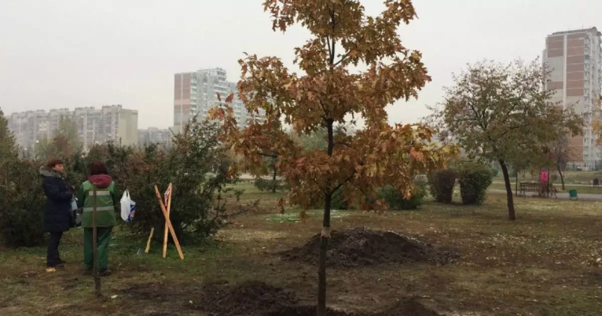 У Києві почали весняну висадку дерев і кущів: які рослини обрали