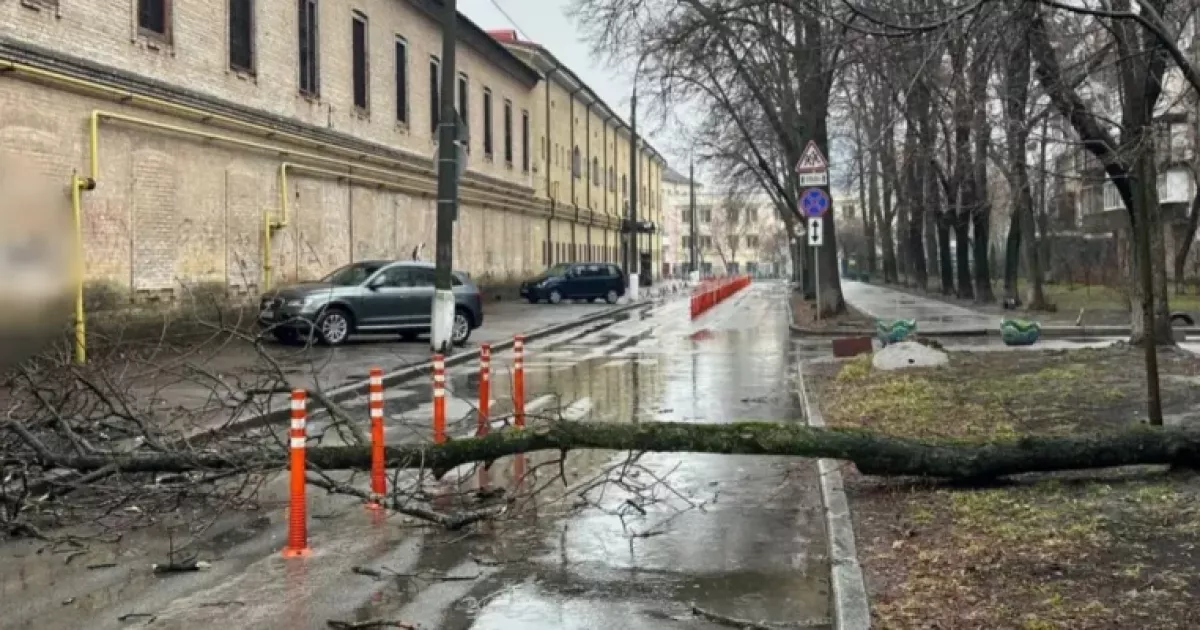 У центрі Києва дерево зупинило рух: що сталося на Печерську