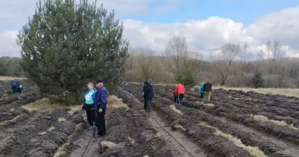 Вражаючий екологічний подвиг: у Студениківці висадили понад 17 тисяч дерев