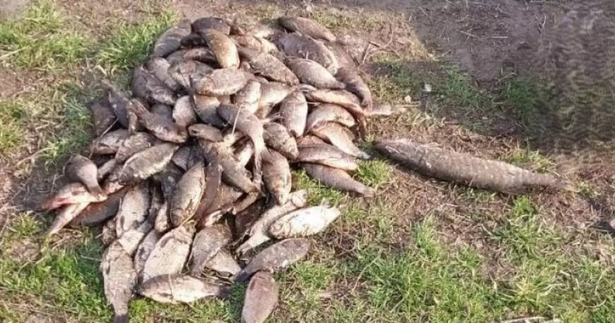 На Київщині рибалка спіймав риби на 200 тисяч гривень: які наслідки