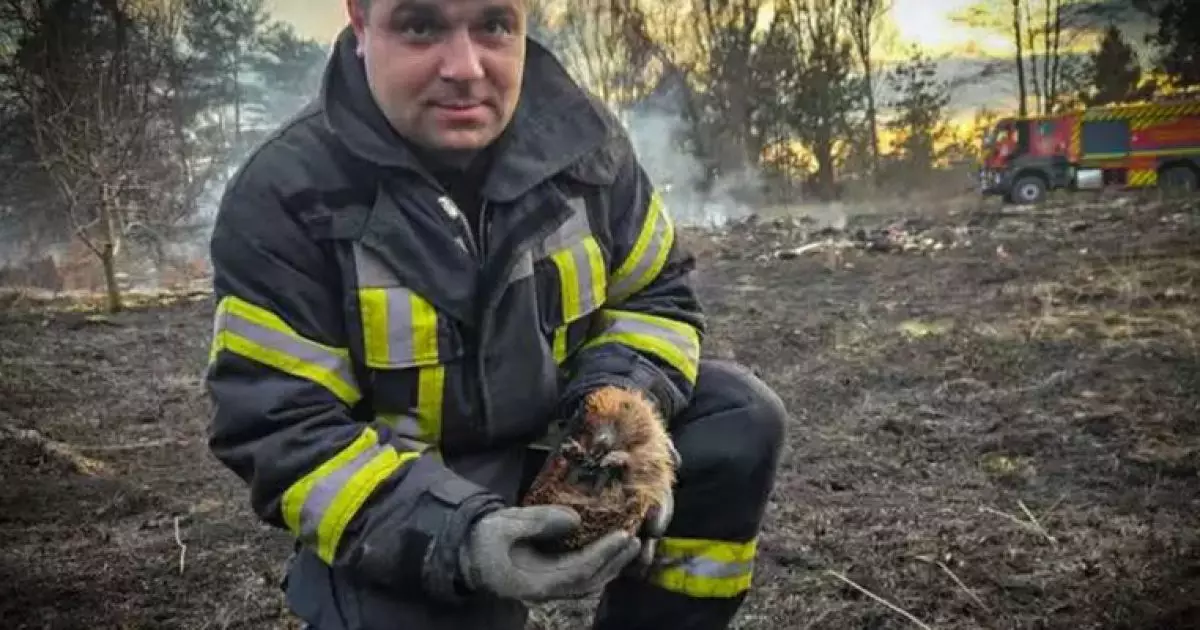 В Київській області рятувальники врятували їжачка з полум'я