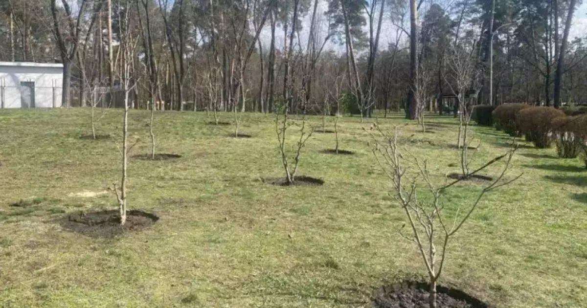 У Києві висадили магнолії, які росли ще за часів динозаврів