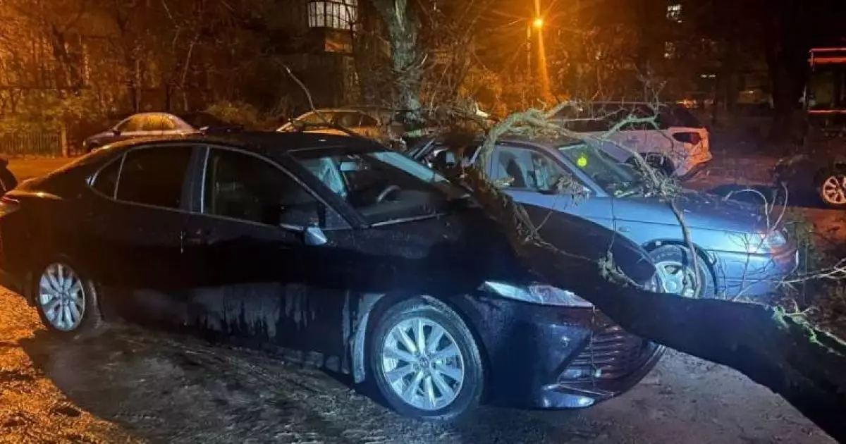 У Солом’янському районі Києва дерево впало на авто: що відомо