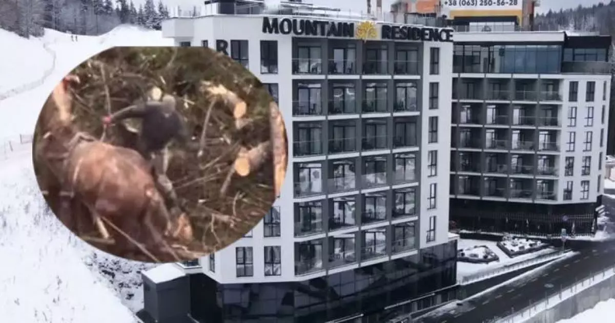 Mountain Residence у центрі скандалу:  у Буковелі працівник побив коня палицею