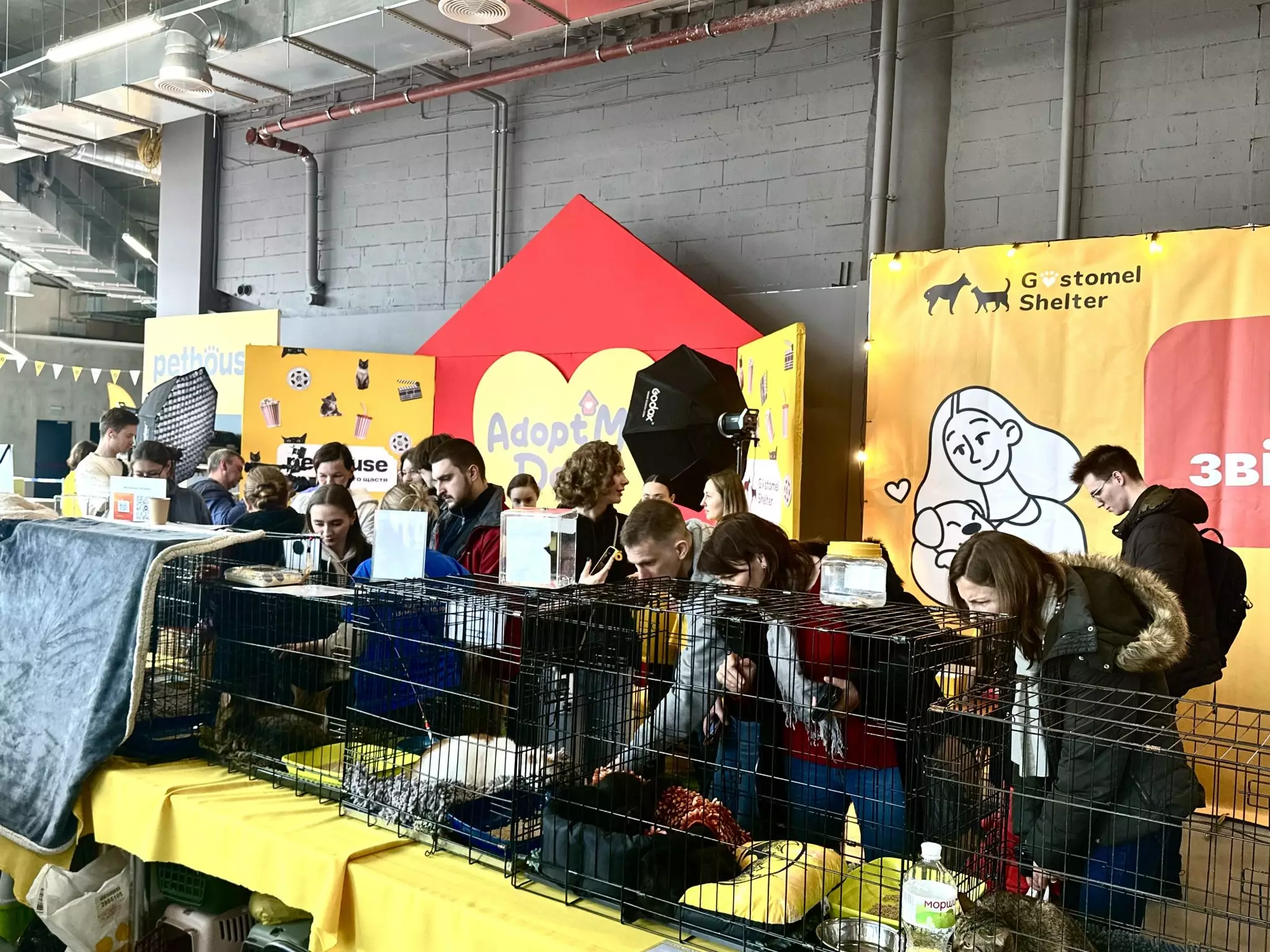 У Києві відбувся фестиваль адопції котиків “Adopt Me Days”: важливі деталі