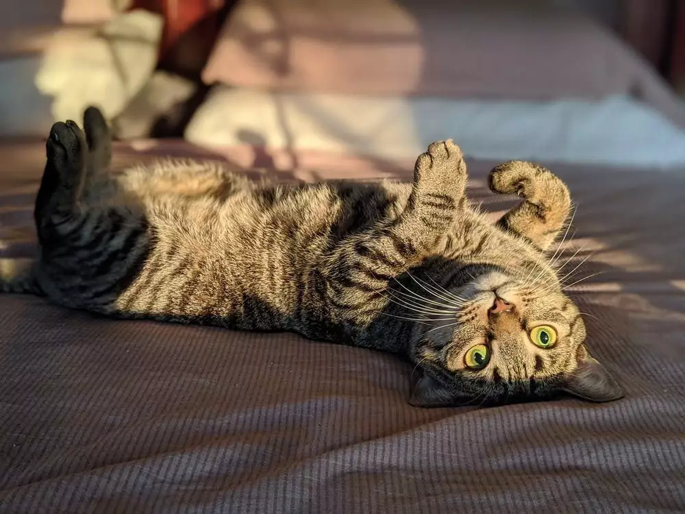 Чи можна залишати кота самого?
