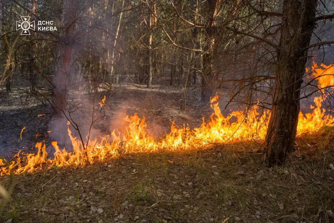 Пожежа біля озера Тягле в Києві: горіли гектари трави та очерету