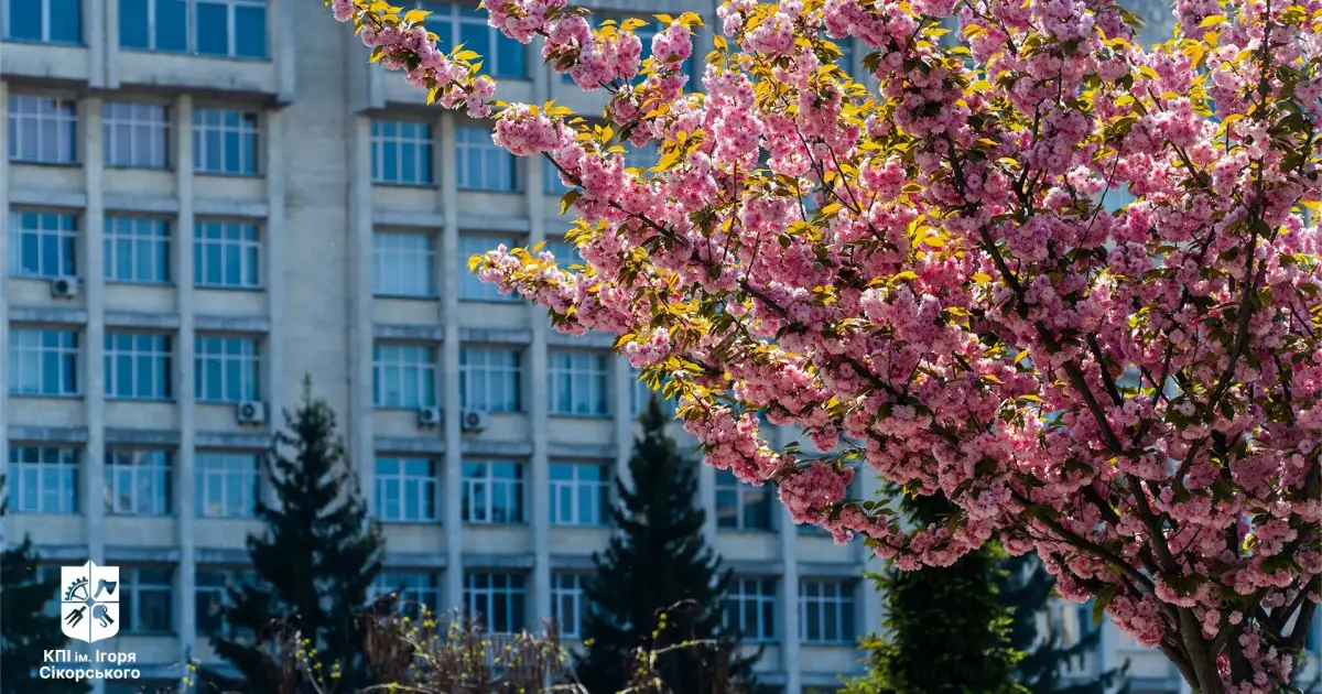 Весна у розквіті: у КПІ зацвіли сакури — де і коли встигнути побачити