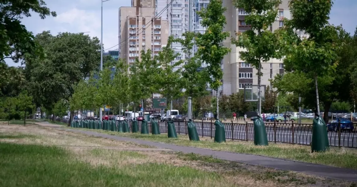 Київ встановлює торби для поливу молодих дерев: як це працює