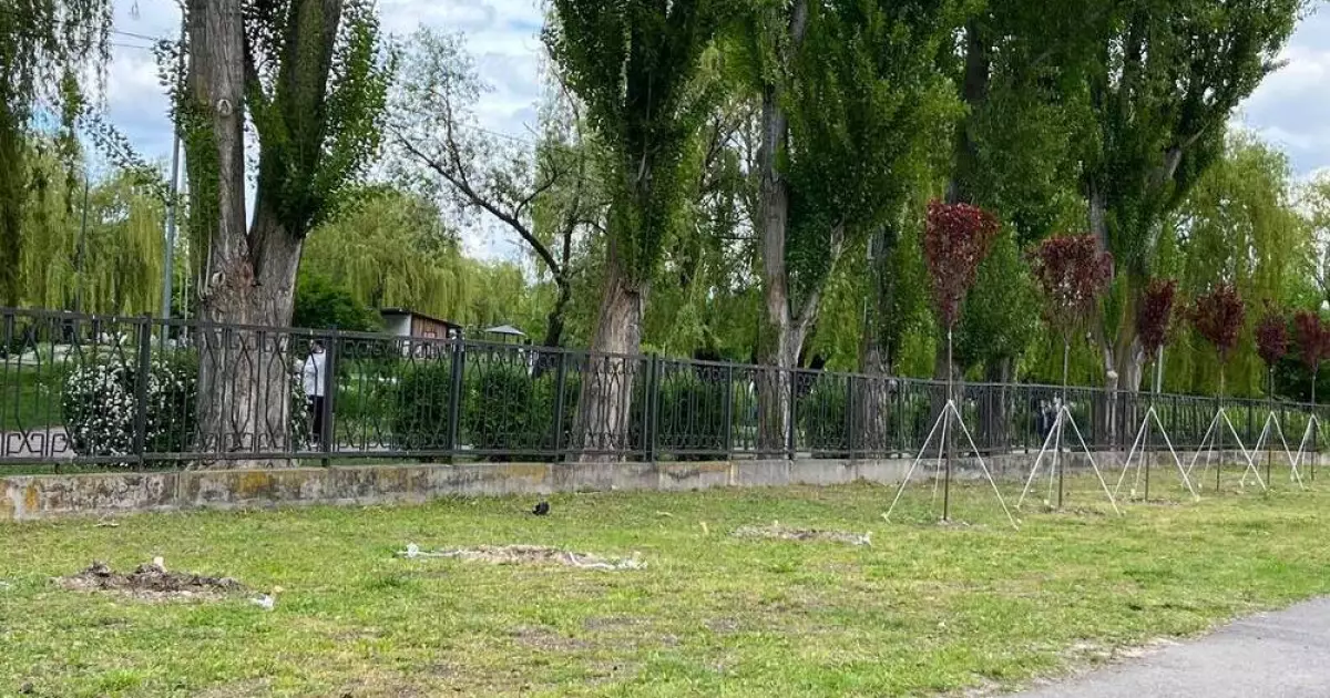 У Броварах вкрали дерева просто з вулиці — мешканці шоковані