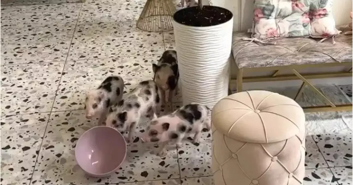 Piggy Cafe: кав’ярня з поросятами, яку вже штурмують кияни