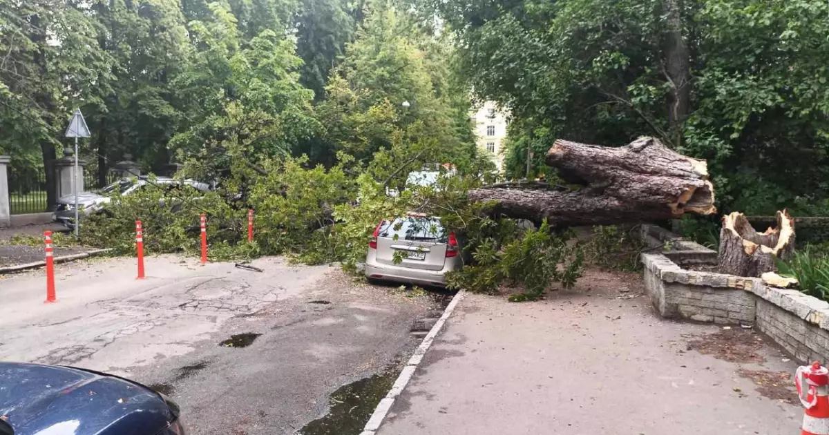 Старий каштан розчавив авто на Липках: у Києві впало дерево через негоду