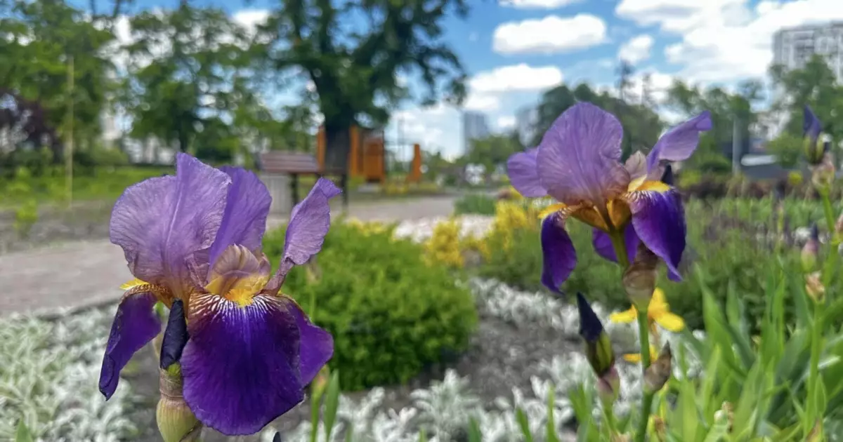 Березняки: новий зелений простір для киян на бульварі Миколайчука