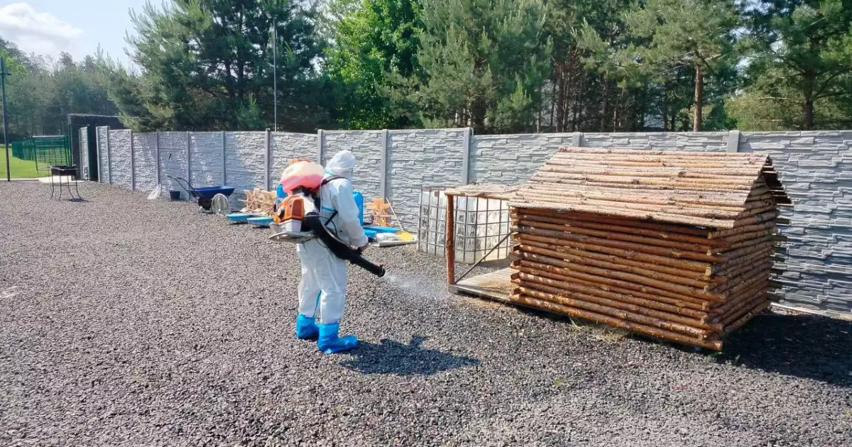 Сказ у Київській області: карантин у Боярці та Бобриці, вакцинація тварин