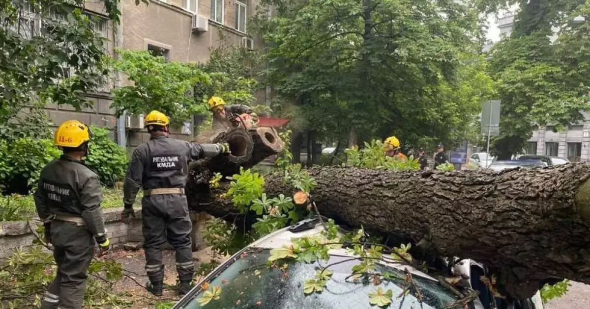 Негода в Києві: дерева попадали на автомобілі та майно