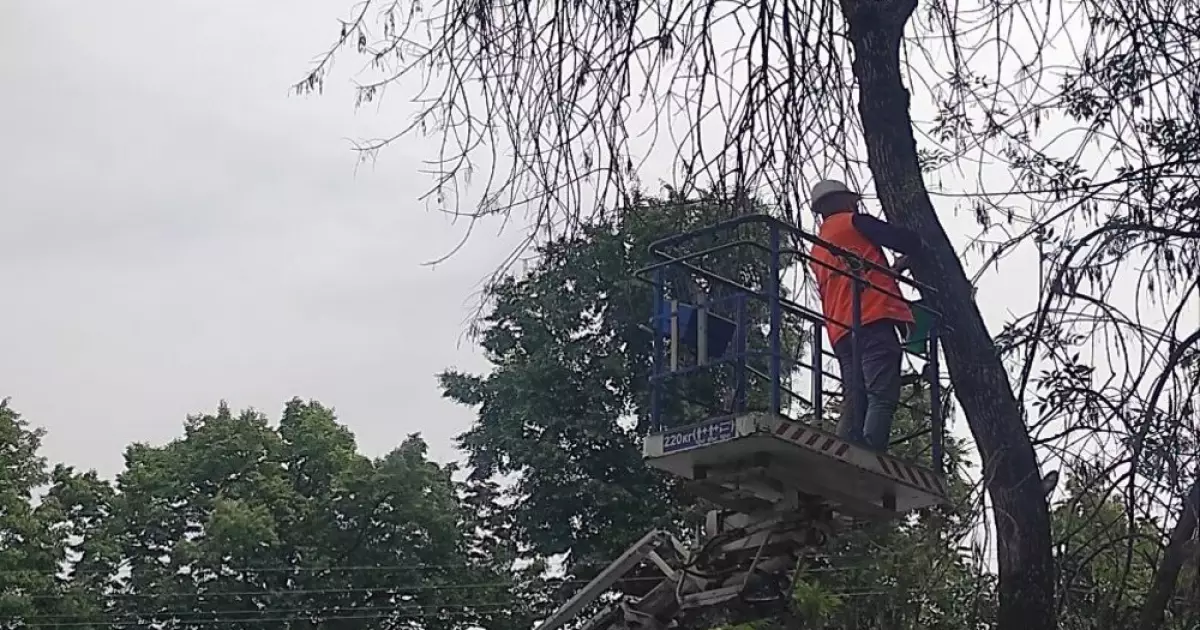 У Боярці на Київщині виявлено небезпечного шкідника, що загрожує ясеням