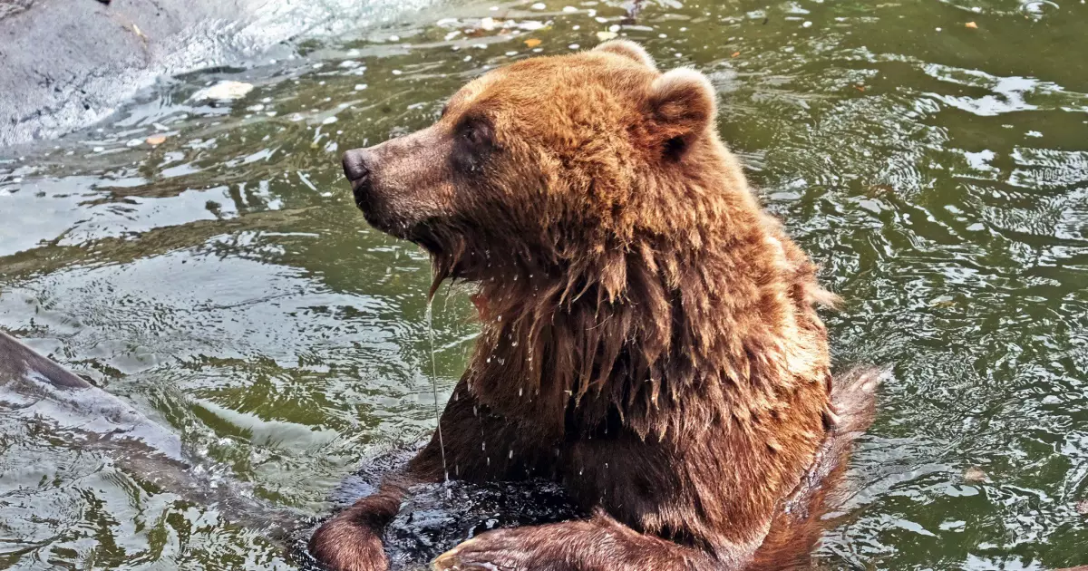 Київзоо прокачав ведмежі володіння: нові басейни, ігри та водограї