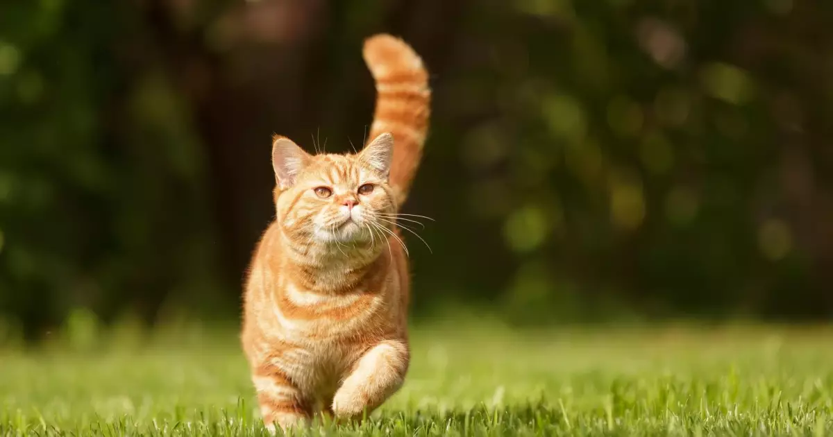 Що найбільше дратує котів: 8 речей, яких варто уникати