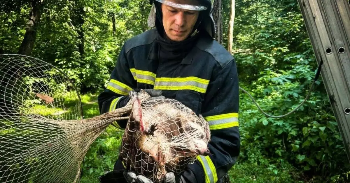 Єнотка, що втекла від обстрілів, врятована в дендропарку на Київщині