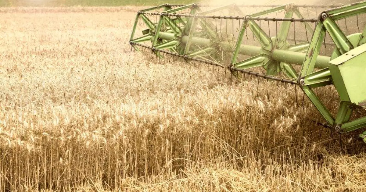 Урожай-2025: Українські аграрії вже зібрали майже мільйон тонн зерна