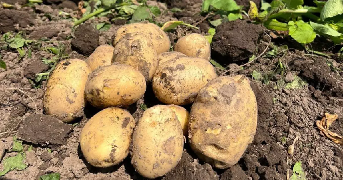 Ціни на картоплю шокують восени: чому доведеться платити більше?