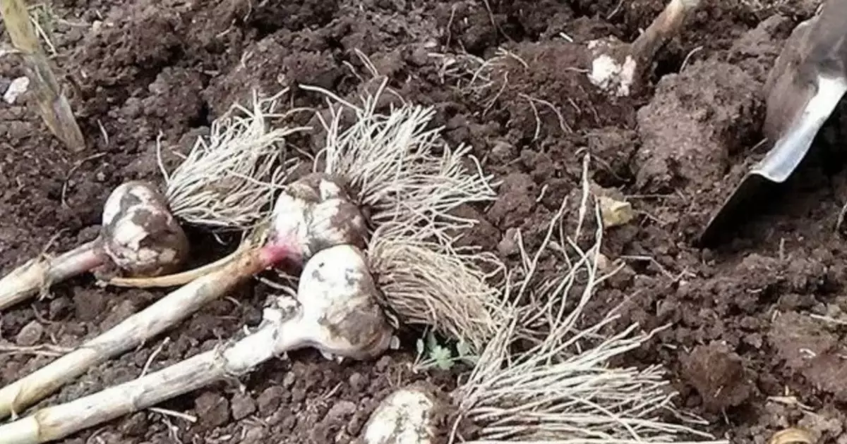Коли і як правильно викопувати озимий часник у липні
