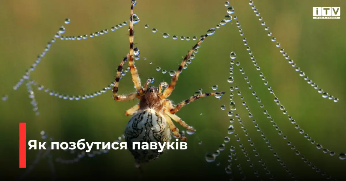 Павуки тікають самі: 7 хитрощів без хімії, які реально працюють
