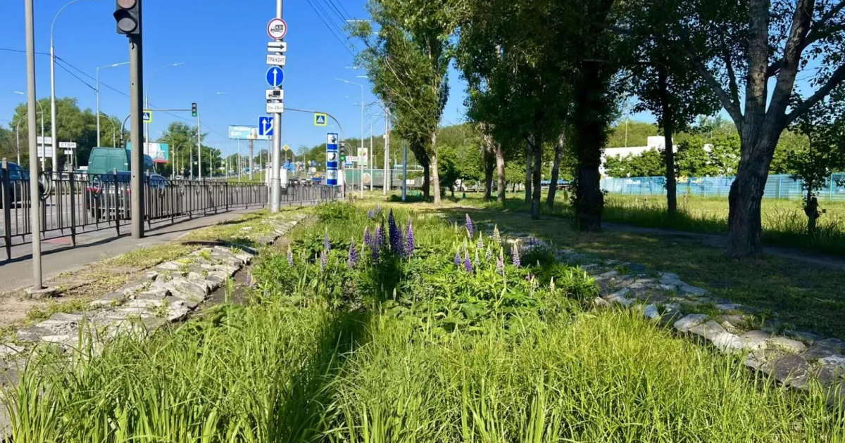 До кінця року в столиці з’являться нові зелені зони з дощовими садками