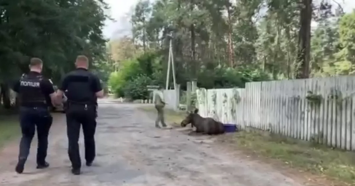 Операція “Лось”: у Києві поліцейські разом із ветеринарами врятували дикого звіра