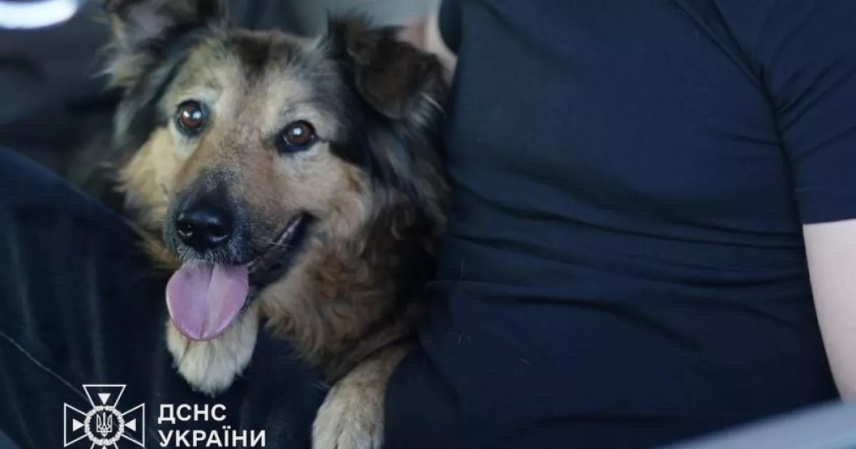 Після трагедії у Дарницькому районі: собака Джессі знайшла новий дім у рідних