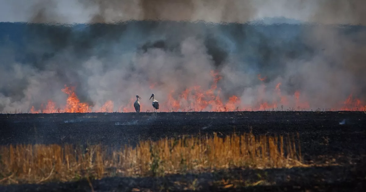 Поліція Київщини нагадує про заборону спалювання сухої трави та сміття