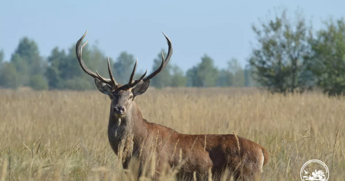 На Київщині розпочався “шлюбний сезон” оленів: водіїв попередили про небезпеку на дорогах