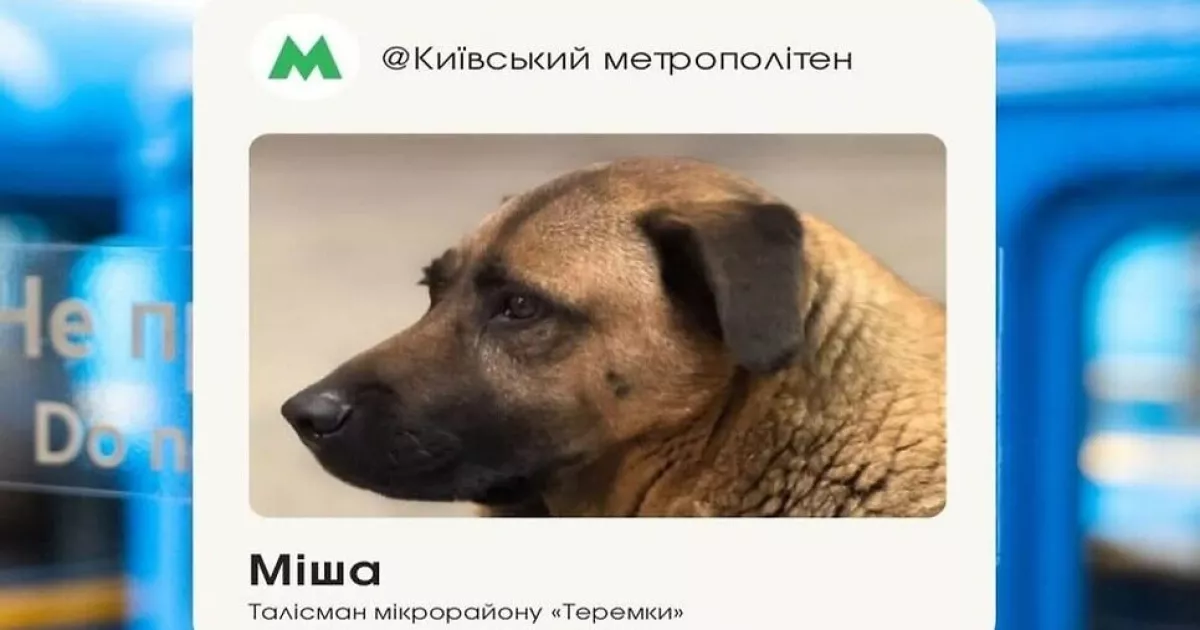 У метро пояснили ситуацію з Мішею: улюбленець «Теремків» має власницю та завжди ховається під час тривог