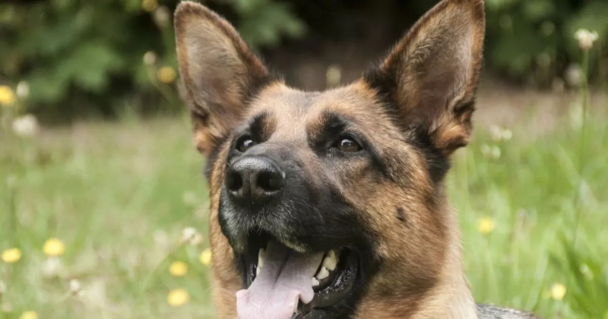 На Київщині ветеранів підтримують терапією з собаками: у поліції відкрили нову програму