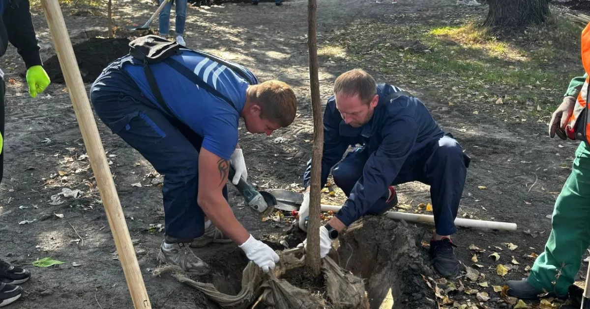На Долобецькому острові висадили 44 катальпи: нова зелена алея для киян