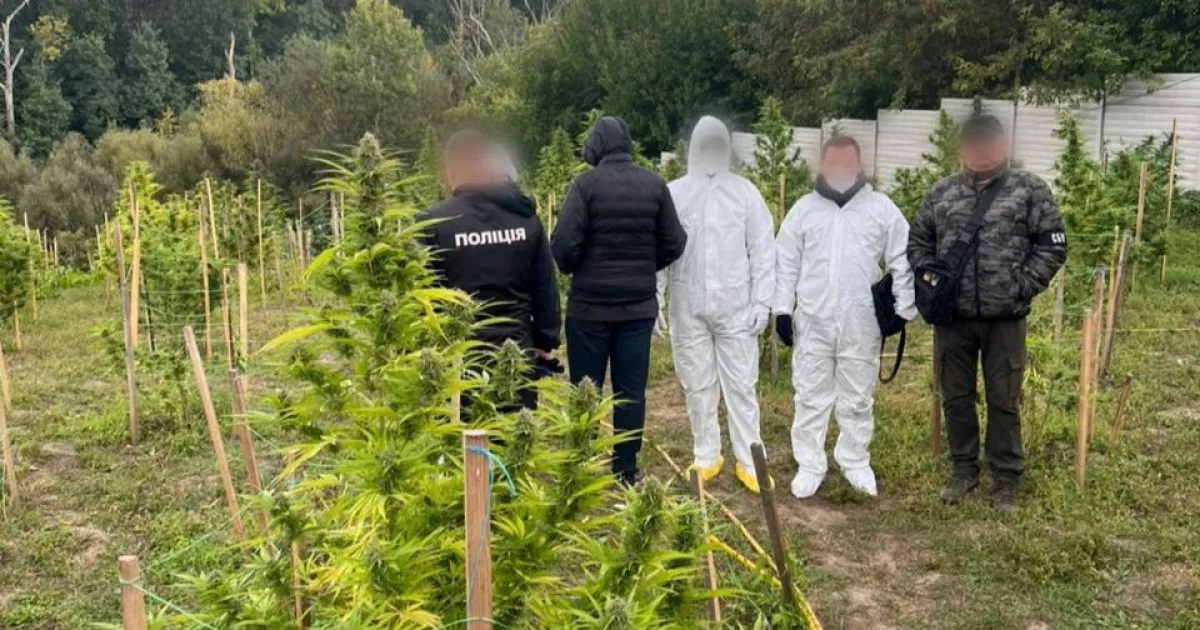Наркобізнес на Київщині: 400 рослин коноплі та 60 кг канабісу конфісковано