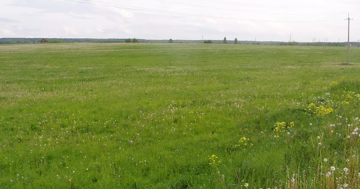 На Київщині затримали аферистів, які незаконно продали чужу ділянку через фіктивний договір