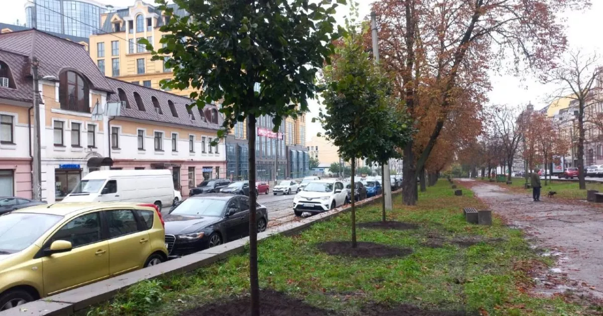 У Києві на Подолі з’явилися нові липи — “Київзеленбуд” продовжує осіннє озеленення
