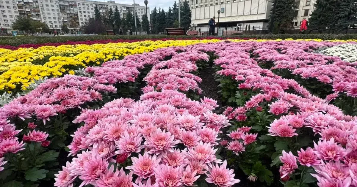 Осіння казка в центрі столиці: на площі Лесі Українки розквітли хризантеми