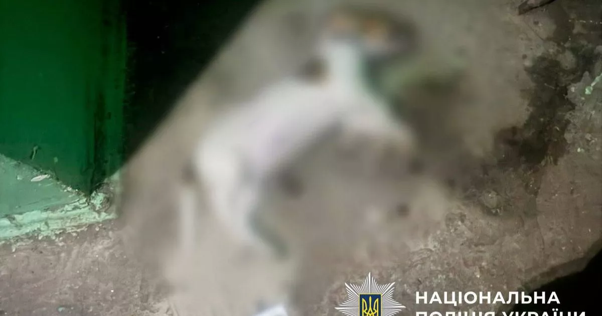 У Києві жінка викинула собаку подруги з п’ятого поверху після сварки — тварина загинула