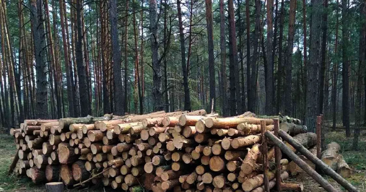 У Макарівському надлісництві проведуть лісозаготівлю на понад 26 тисяч кубів деревини