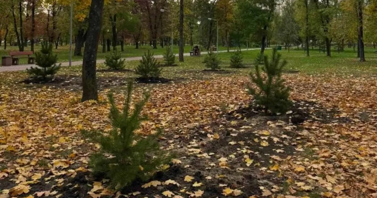 Осіннє оновлення Києва: у парках Деснянського району з’явилися десятки молодих сосен
