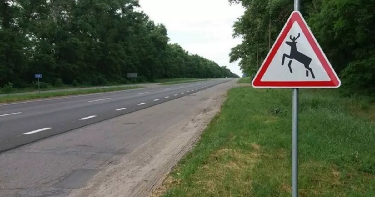 Траса, що вбиває: чому Київщина потребує зоомостів просто зараз
