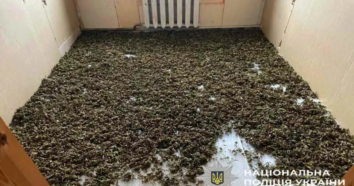 Поліція затримала мешканця Білоцерківського району, який вирощував 120 кг канабісу на подвір’ї