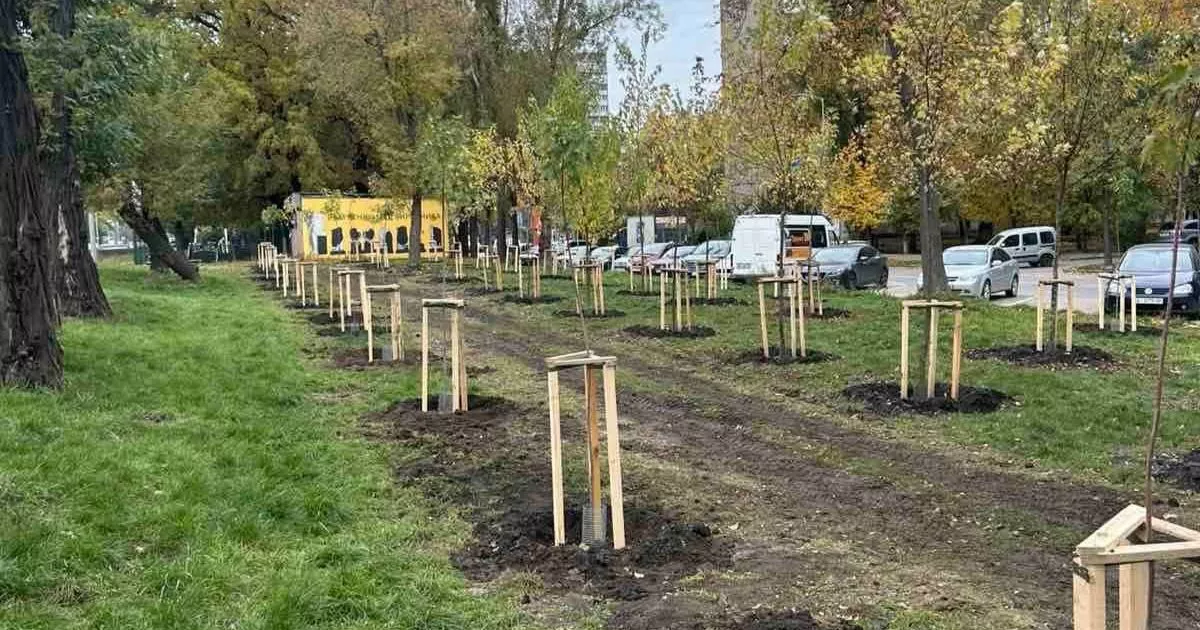 100 кленів прикрасили Велику кільцеву в Києві