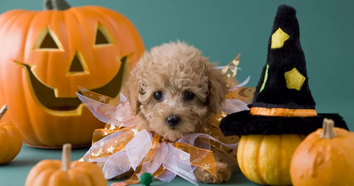 У парку «Муромець» пройде благодійний Halloween для власників собак