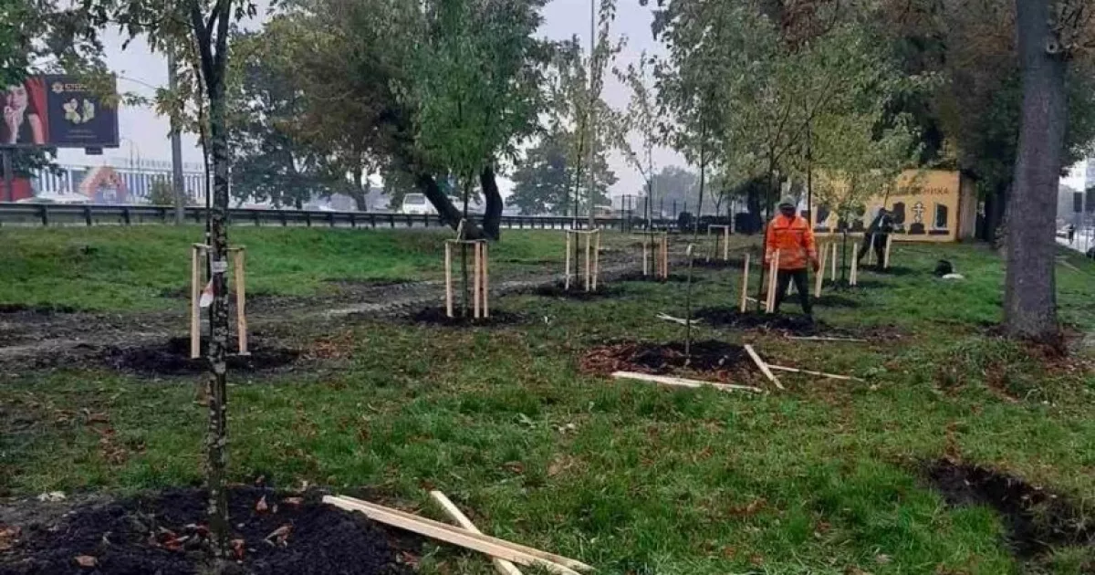 У Києві висадили 170 дерев: найбільше — вздовж Великої кільцевої дороги